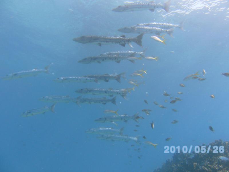 Key Largo, Battery of Barracuda