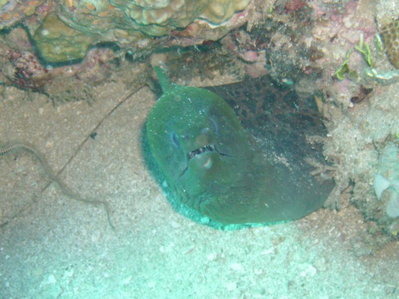 Moray eel