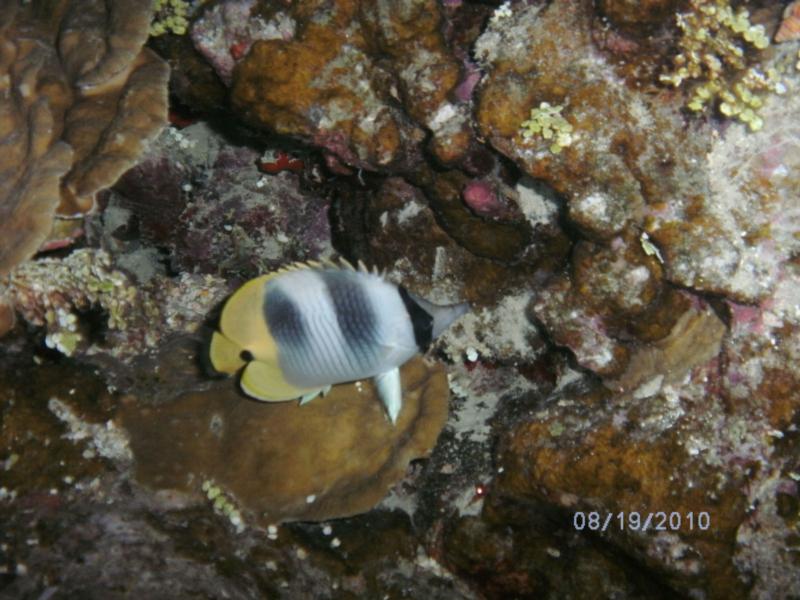 Fish on a night dive