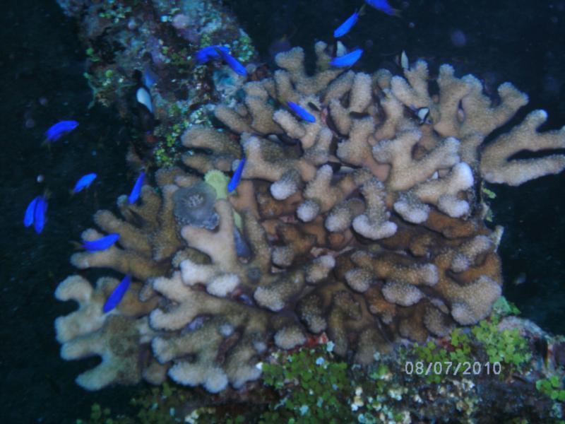 Tokai Maru night dive