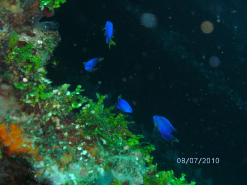 Tokai Maru night dive 2