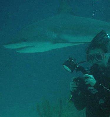 Scuba diving with sharks