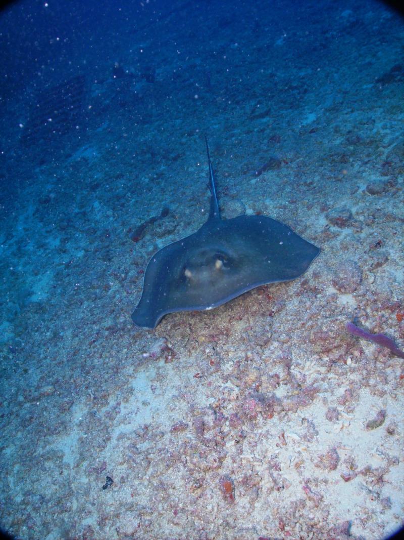 Stingray