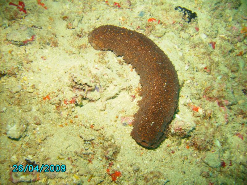 Sea Cucumber