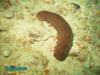 Sea Cucumber