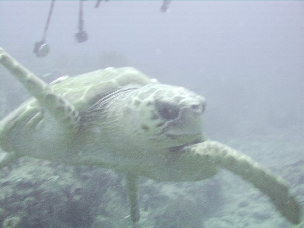 The sea turtle I was pointing at