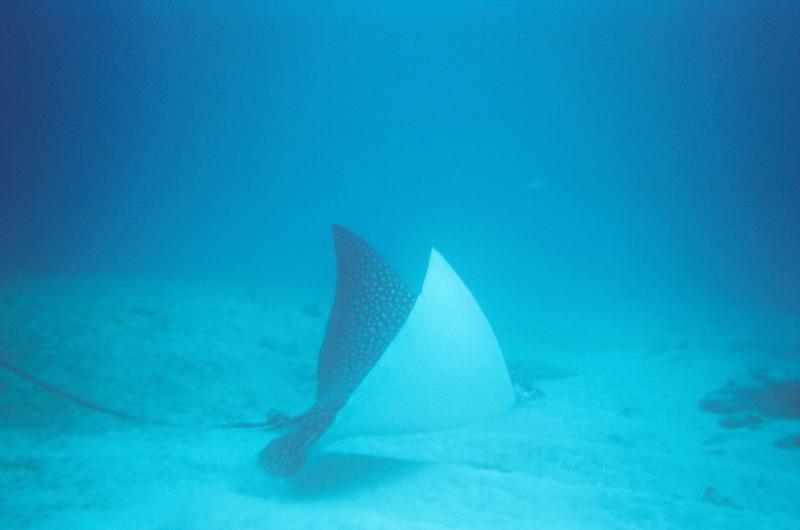 Spotted Eagle Ray