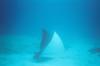 Spotted Eagle Ray