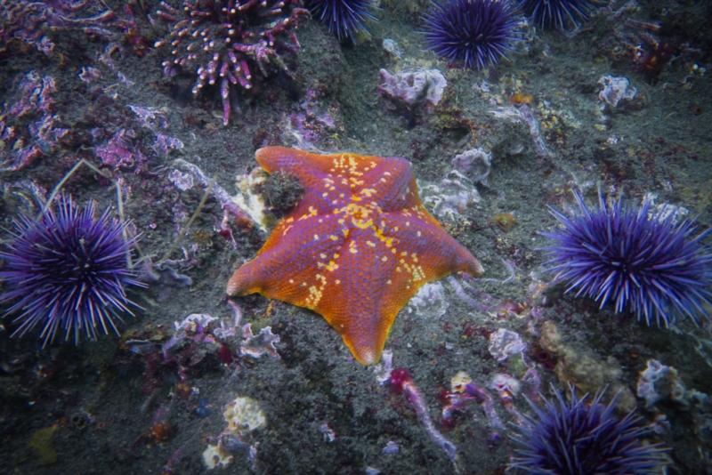 Anacapa Island - Bat Star