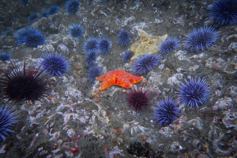 Anacapa Island - Bat Star