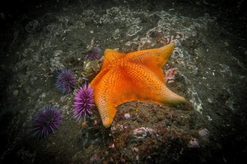 Anacapa Island - Bat Star