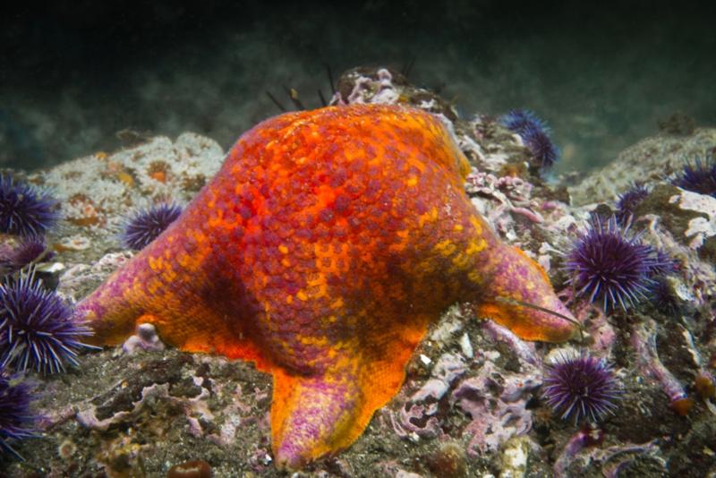 Anacapa Island - Bat Star