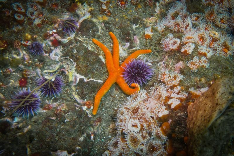 Anacapa Island - Blood Star