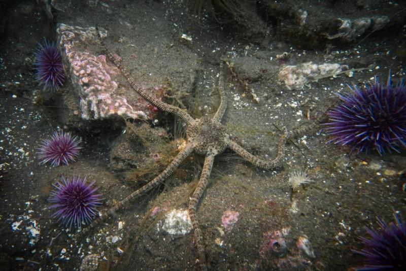 Anacapa Island - Brittle Star