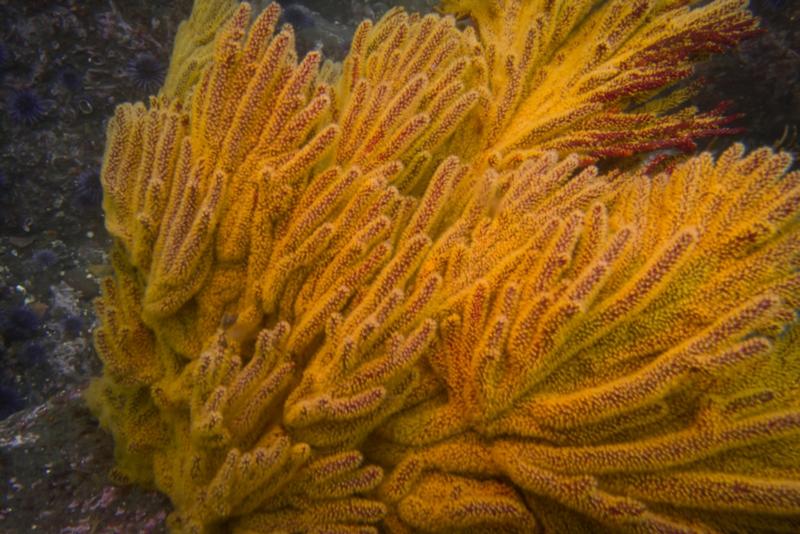 Anacapa Island - California Golden Gorgonian