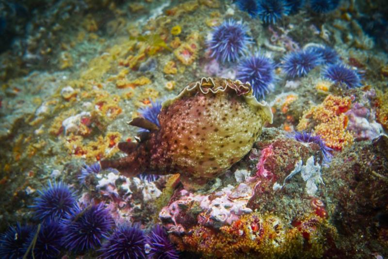 Anacapa Island - California Sea Hare