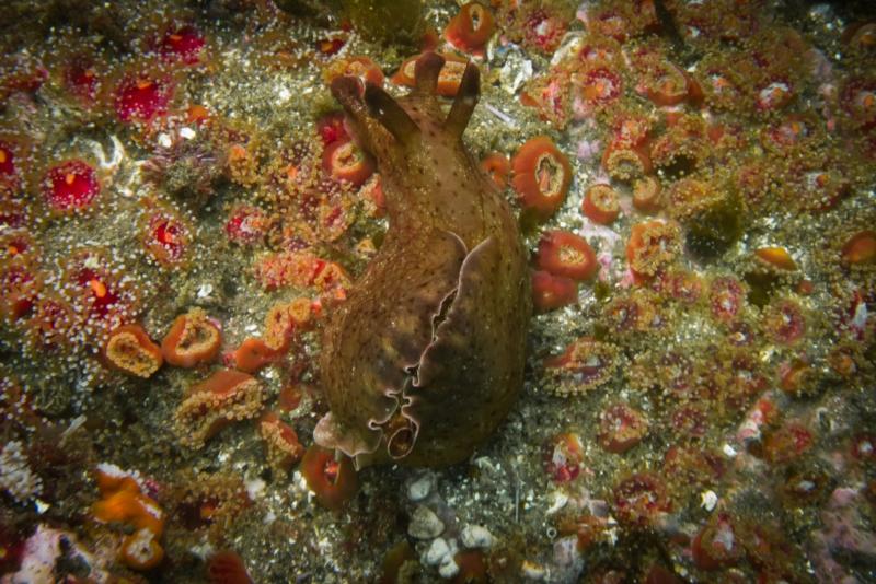 Anacapa Island - California Sea Hare