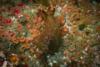 Anacapa Island - California Sea Hare