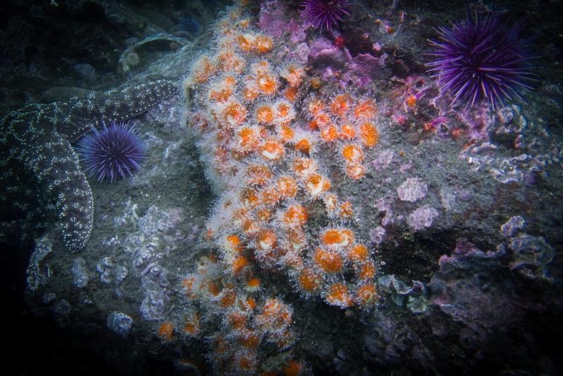 Anacapa Island - Corynactis Club Tipped Anemone