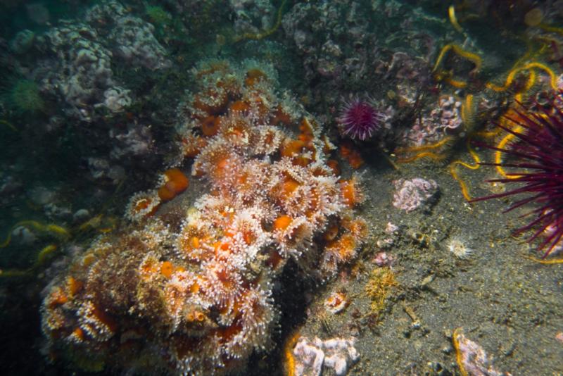 Anacapa Island - Corynactis Club Tipped Anemone