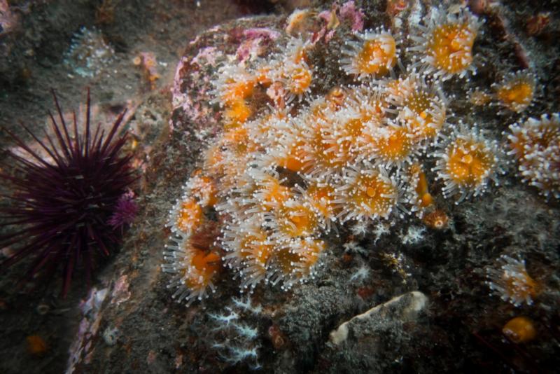 Anacapa Island - Corynactis Club Tipped Anemone