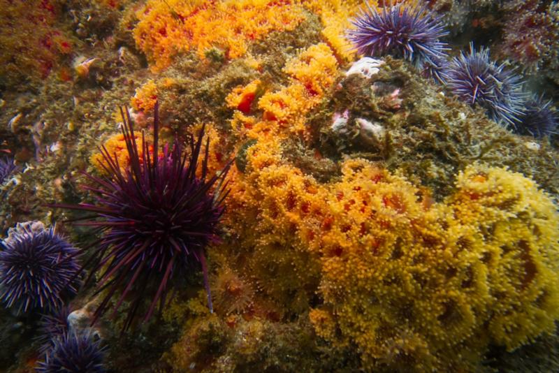 Anacapa Island - Corynactis Club-Tipped Anemone