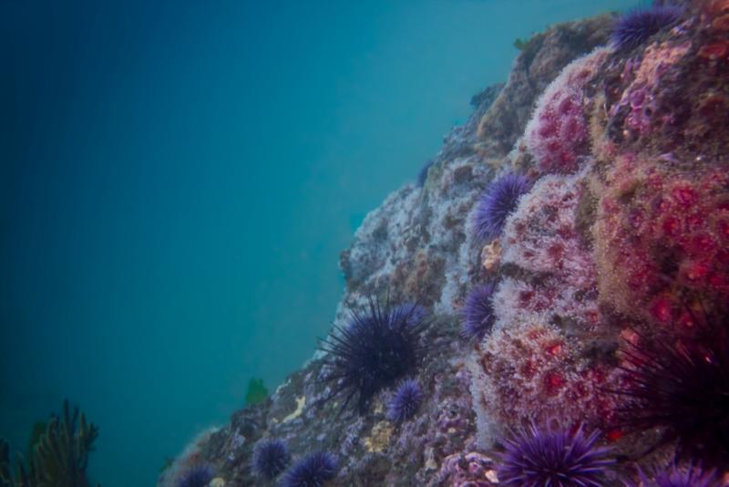 Anacapa Island - Corynactis Club-Tipped Anemone