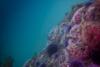 Anacapa Island - Corynactis Club-Tipped Anemone
