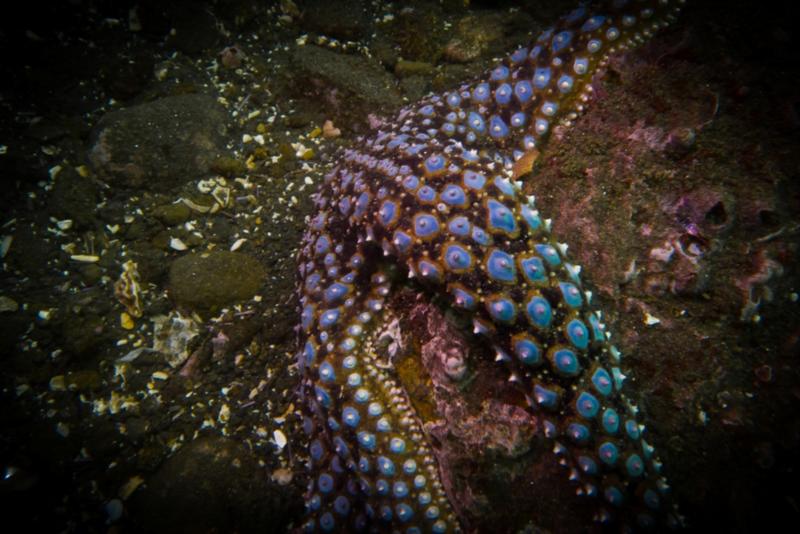 Anacapa Island - Giant Spined Star