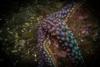 Anacapa Island - Giant Spined Star