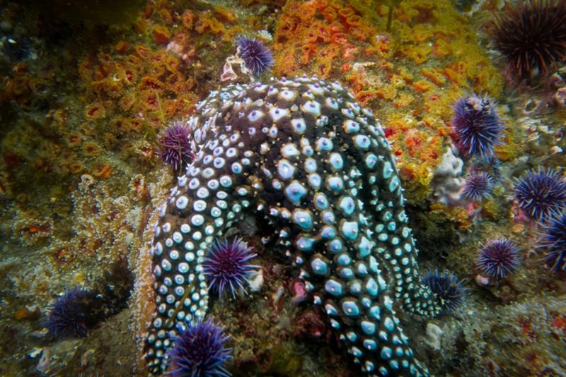 Anacapa Island - Giant Spined Star