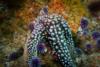 Anacapa Island - Giant Spined Star