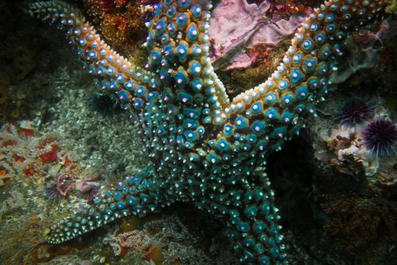 Anacapa Island - Giant Spined Star