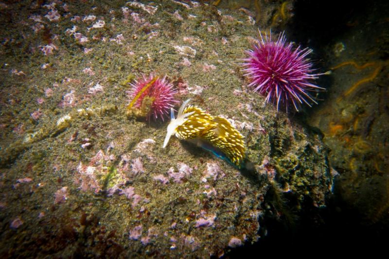 Anacapa Island - Hermissenda Nudibranchs