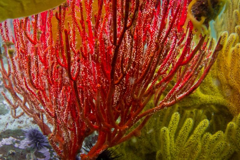 Anacapa Island - Red Gorgonian