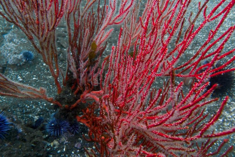 Anacapa Island - Red Gorgonian