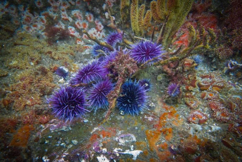 Anacapa Island - Sea Urchins