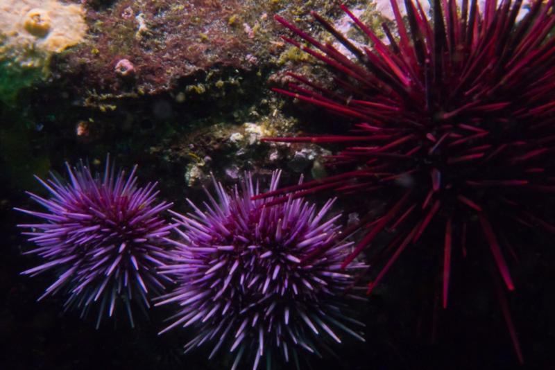 Anacapa Island - Sea Urchins