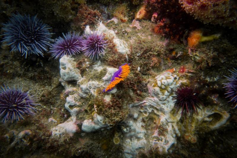 Anacapa Island - Spanish Shawl Nudibranchs