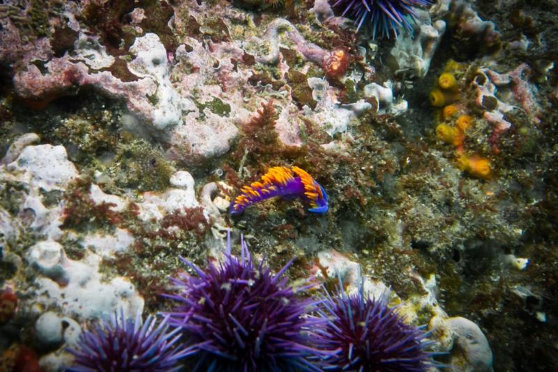 Anacapa Island - Spanish Shawl Nudibranchs