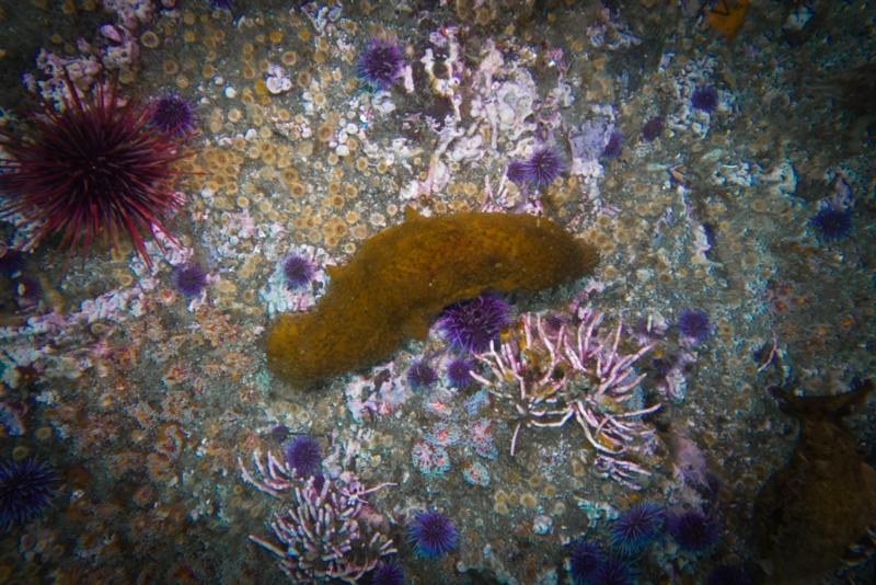 Anacapa Island - Warty Sea Cucumber