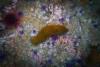 Anacapa Island - Warty Sea Cucumber