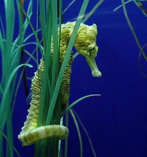 Seahorse