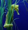 Seahorse