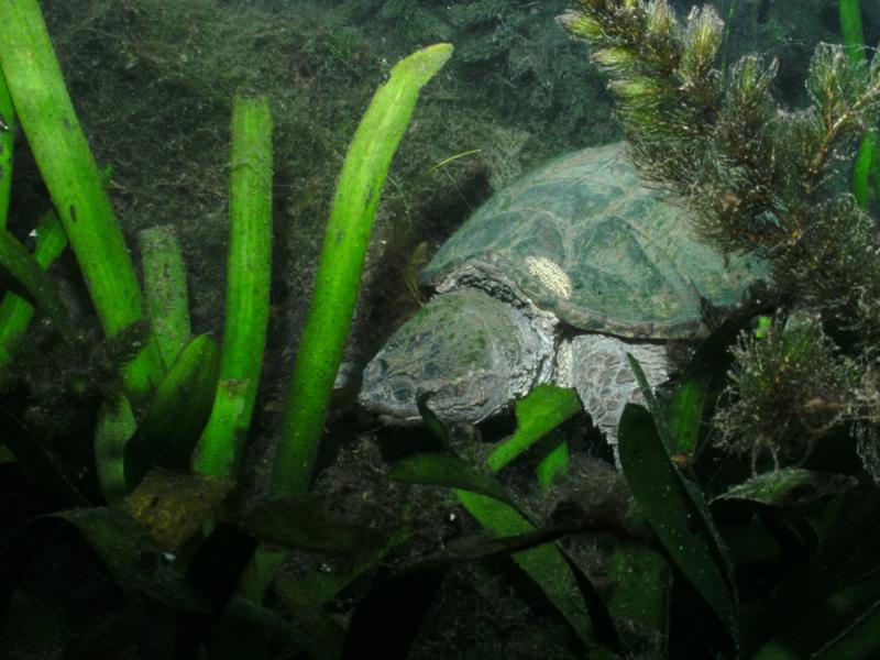 Snapper in Spring Lake