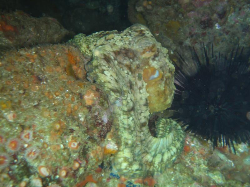 friendly octopus santa cruz island, CIDA 2 day live aboard the Peace Boat