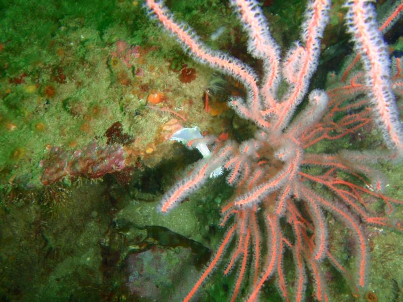 Tritonia festiva snackin or hangin on red gorgonians