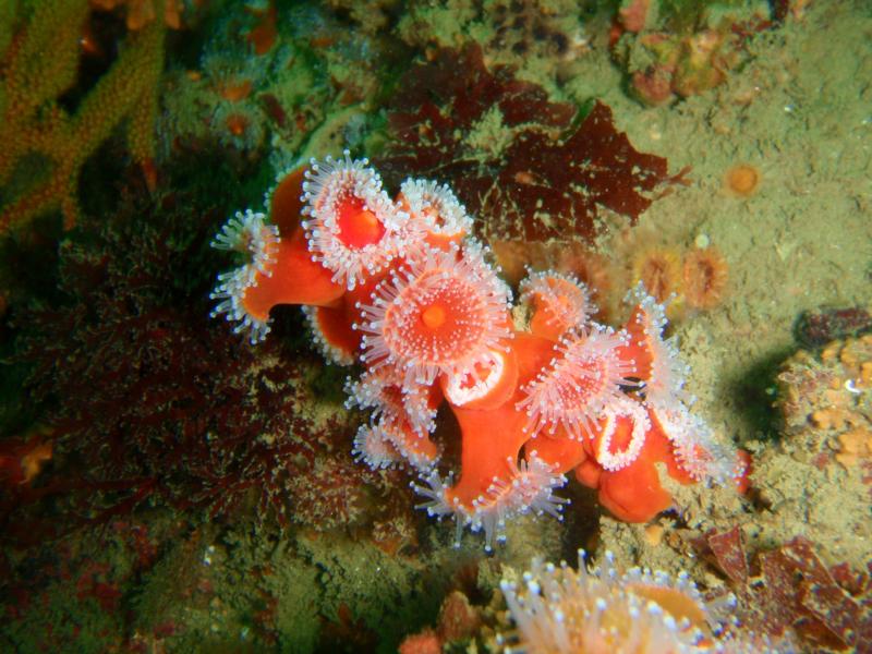 Strawberry anemones forever