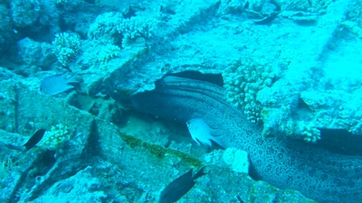 moray eel