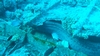 moray eel